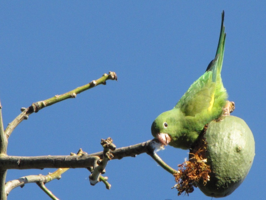 Yellow-chevroned Parakeet - ML244873651