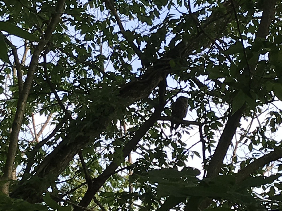 Barred Owl - ML244874181