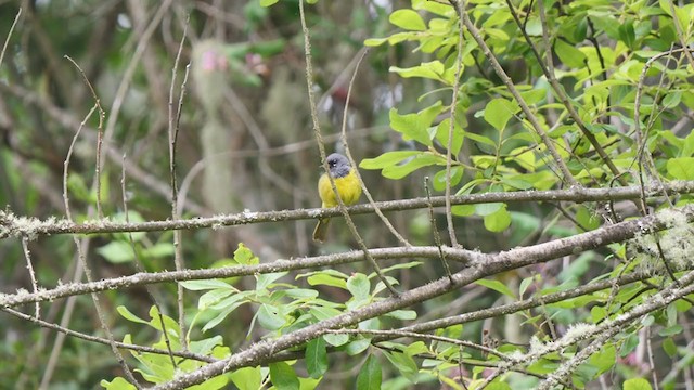 MacGillivray's Warbler - ML244874761