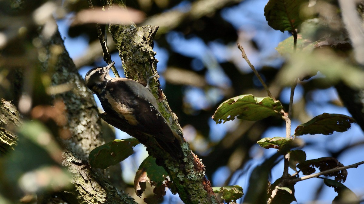 Hairy Woodpecker - Miguel Aguilar @birdnomad