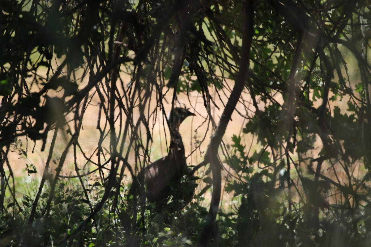 Wild Turkey - Teresa Connell