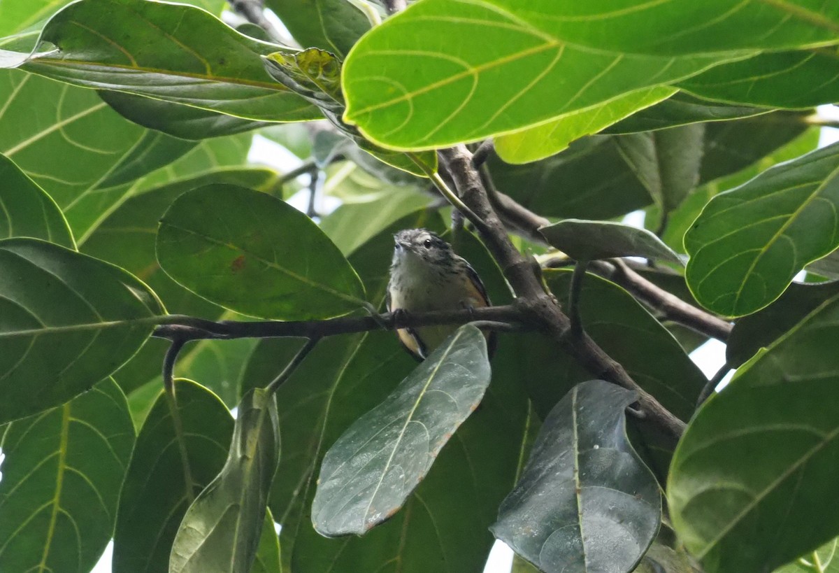 Orange-bellied Antwren - Stephan Lorenz