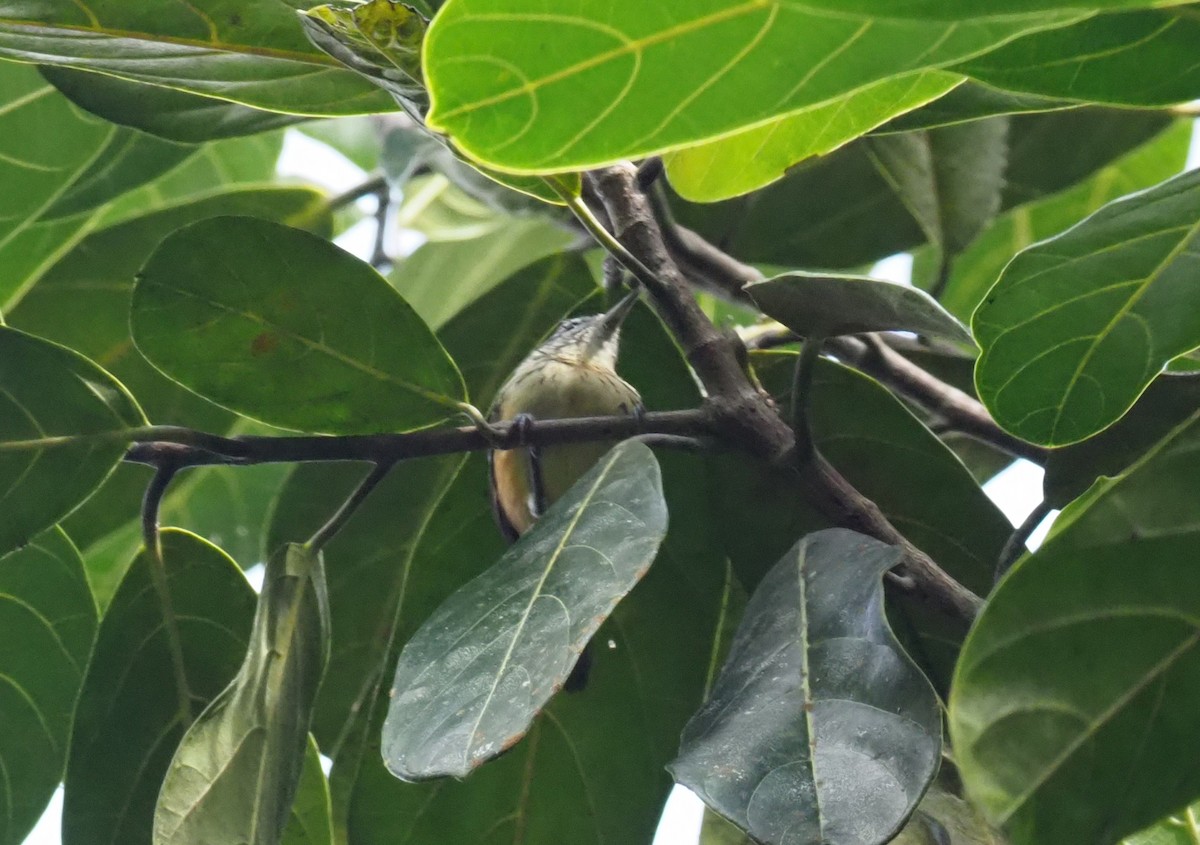 Orange-bellied Antwren - Stephan Lorenz