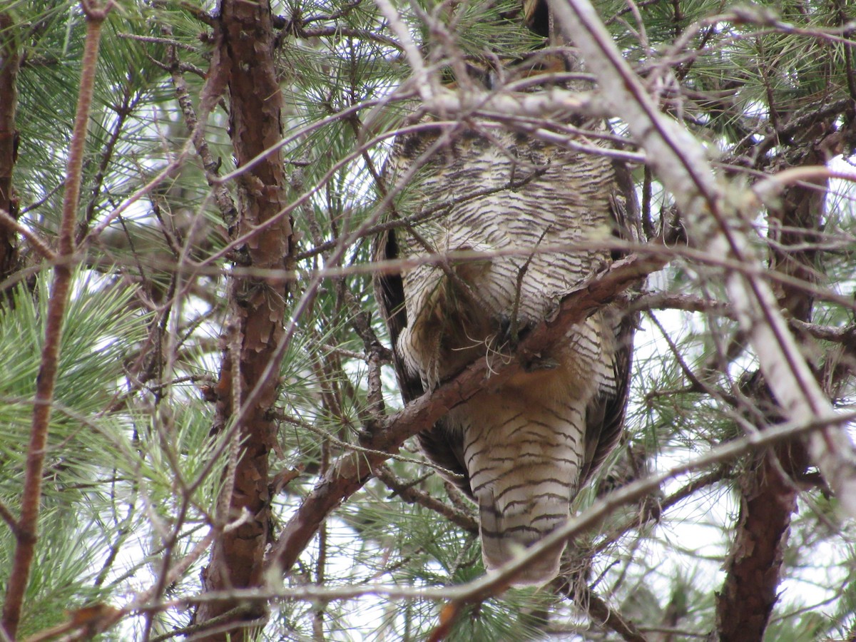 Great Horned Owl - Dawn Weaver