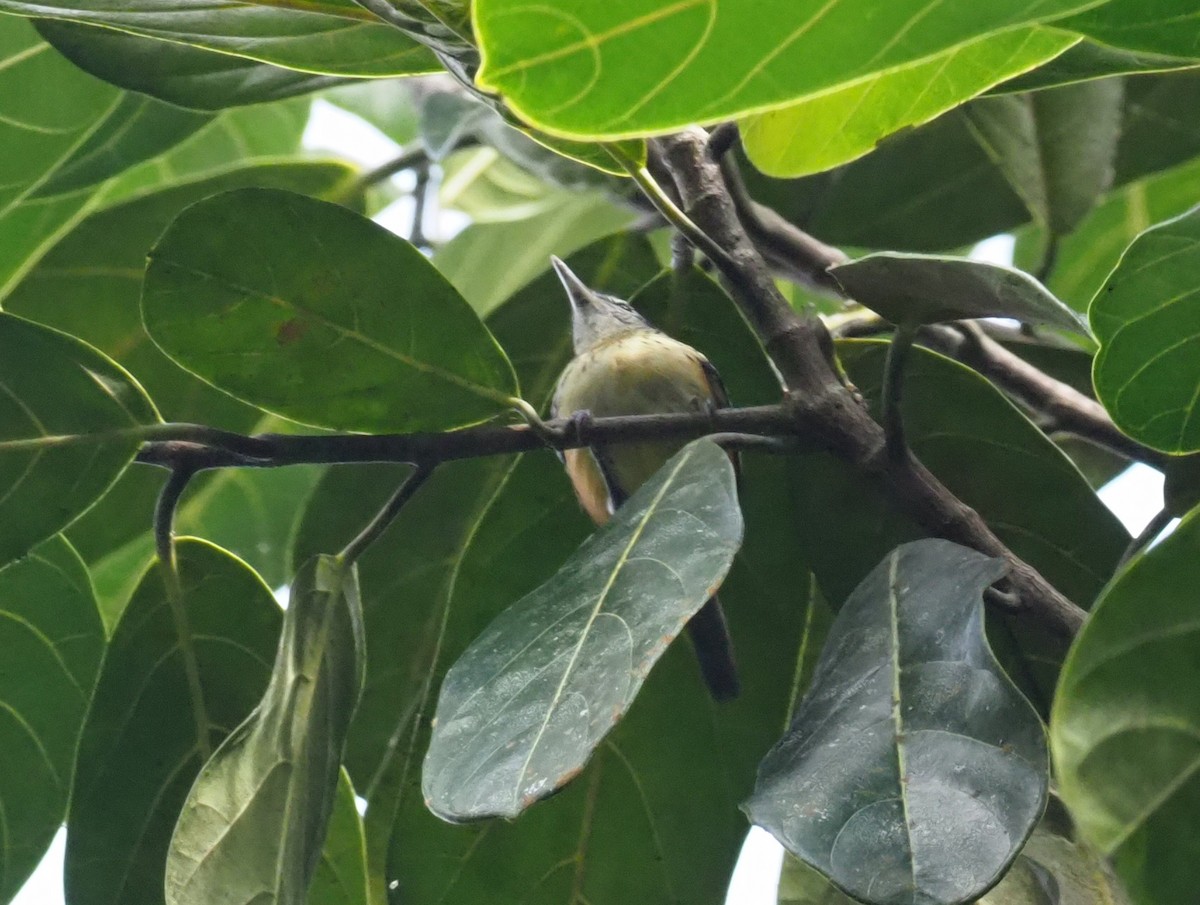 Orange-bellied Antwren - Stephan Lorenz