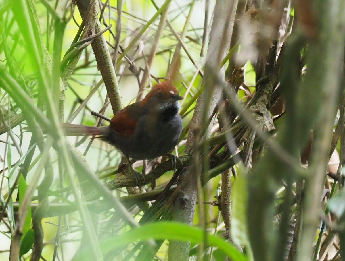 Pinto's Spinetail - Stephan Lorenz