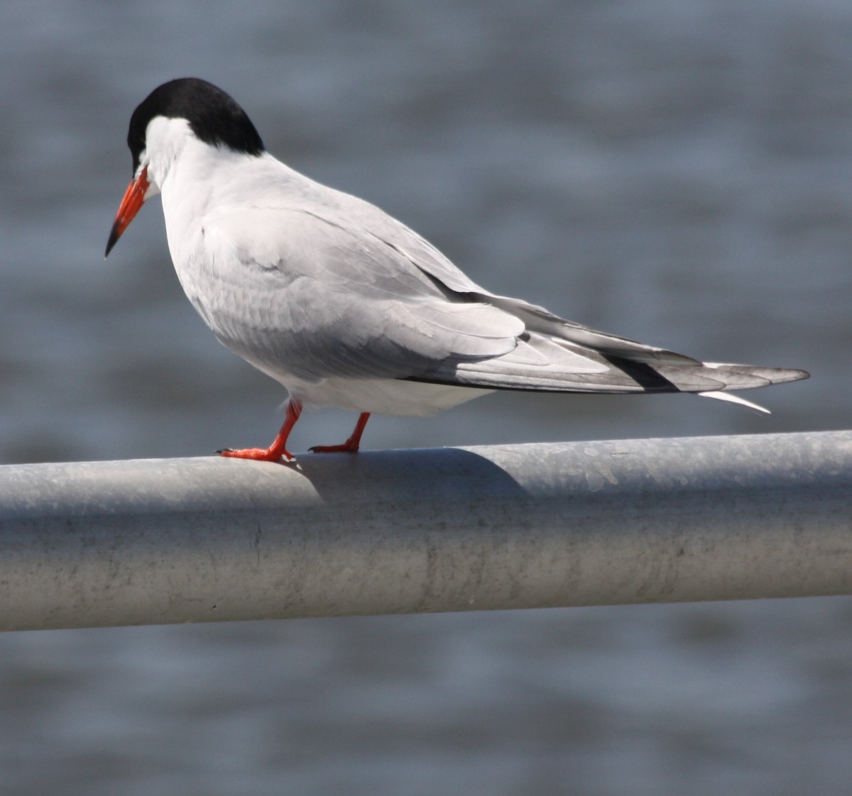 Forster's Tern - ML244880561