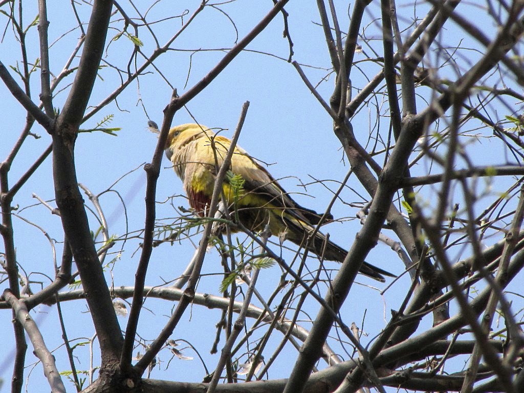 Burrowing Parakeet - Carlos Agulian