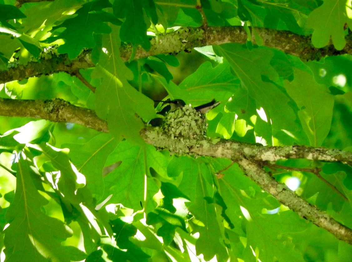 Ruby-throated Hummingbird - ML244882301