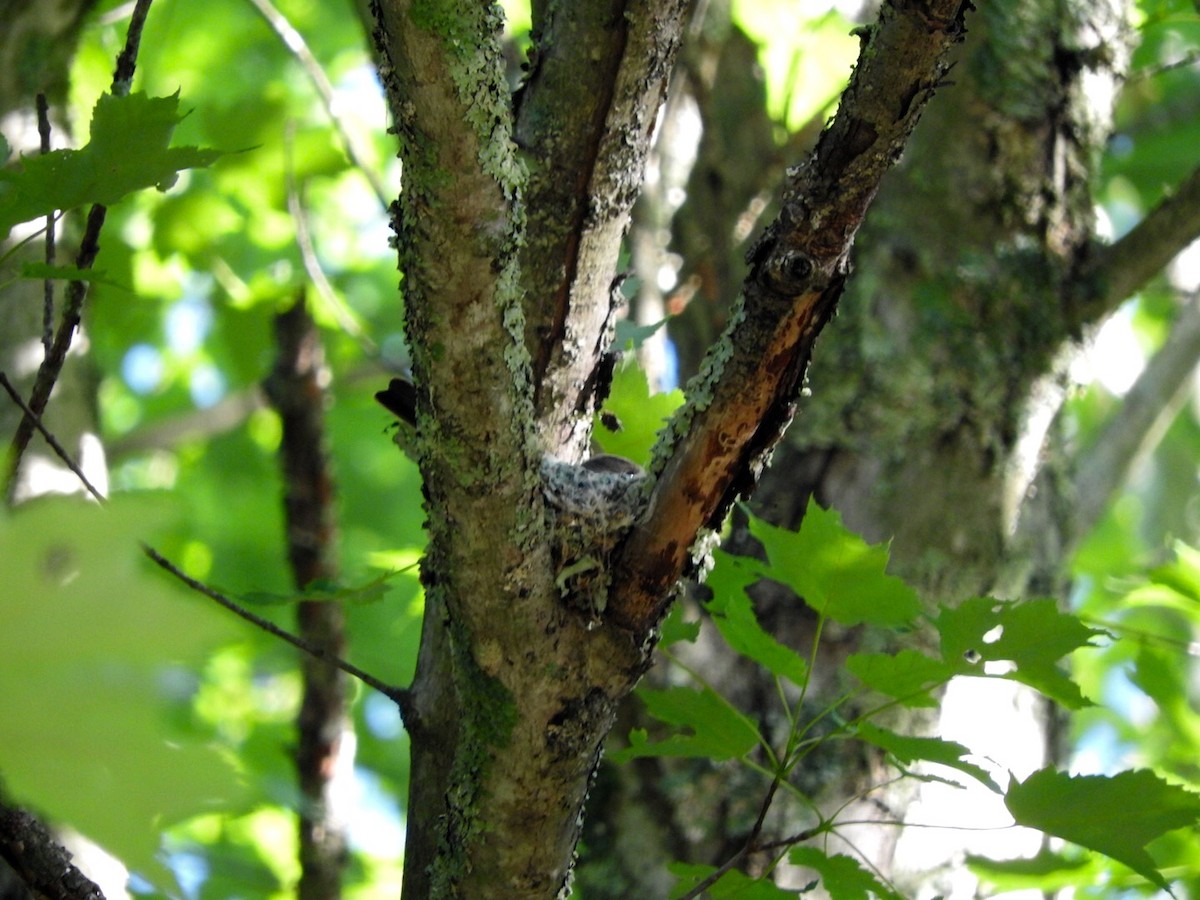 Eastern Wood-Pewee - ML244882431