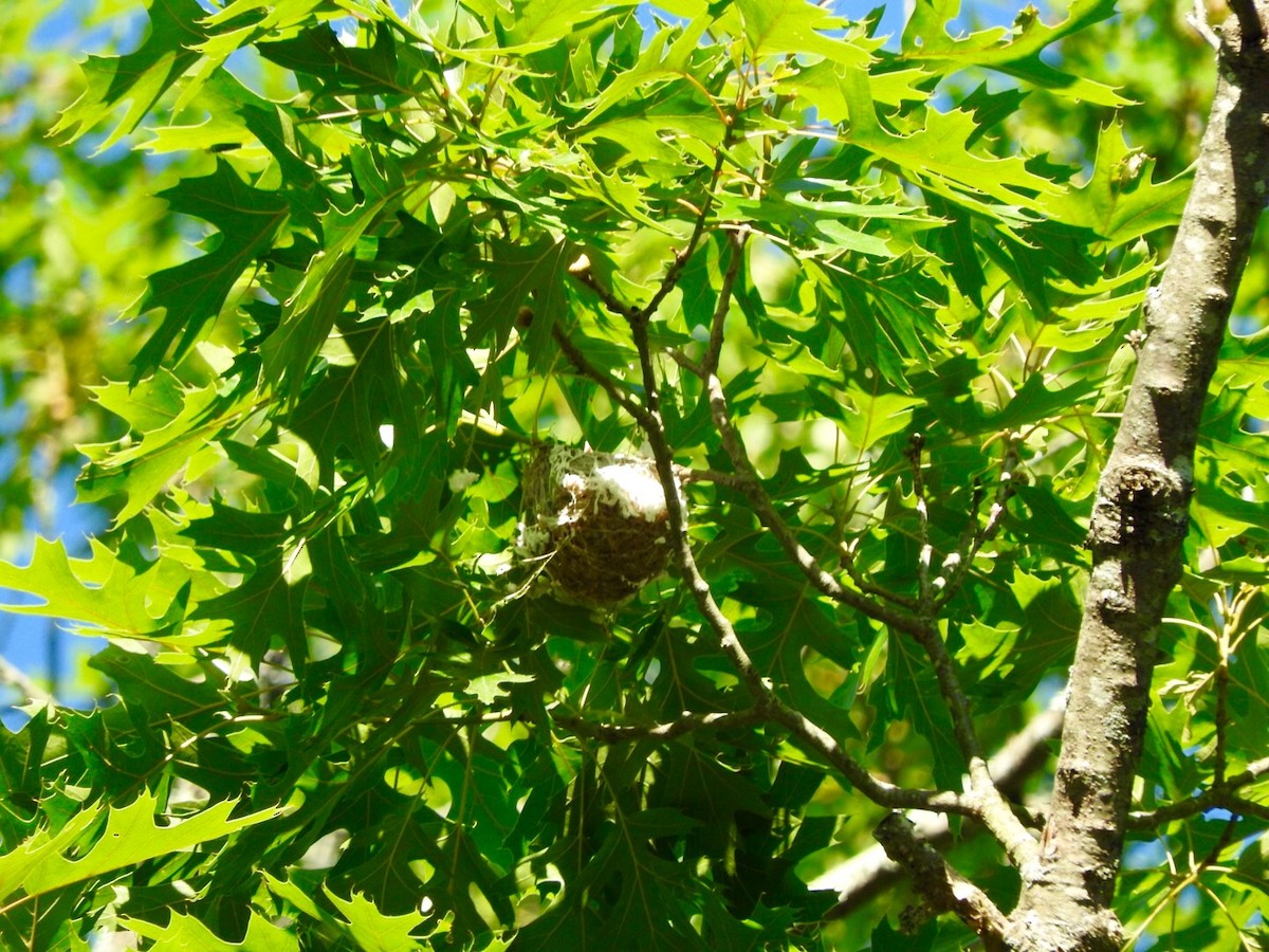 Warbling Vireo - Andrew Dasinger