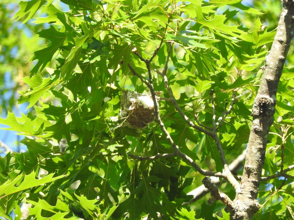 Warbling Vireo - ML244882601