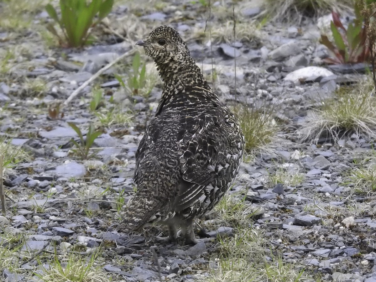 Spruce Grouse - Sebastián Pardo