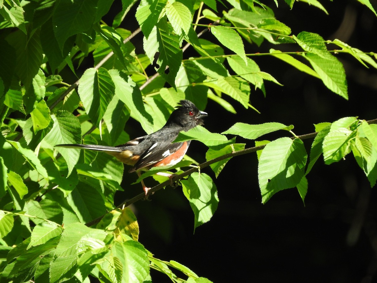 Eastern Towhee - ML244882771