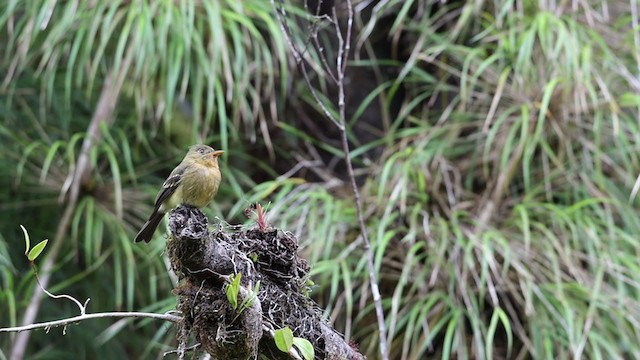 Ochraceous Pewee - ML244883421