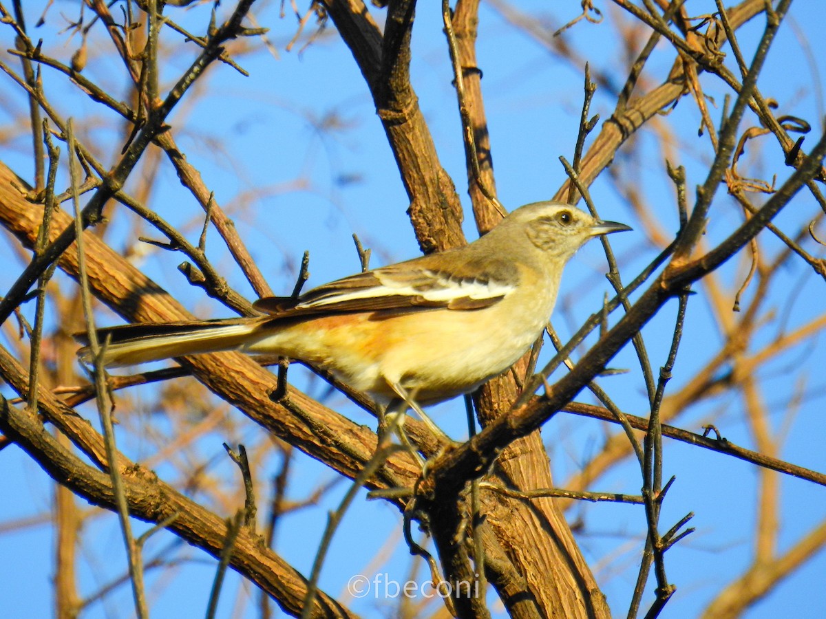 White-banded Mockingbird - ML244883541