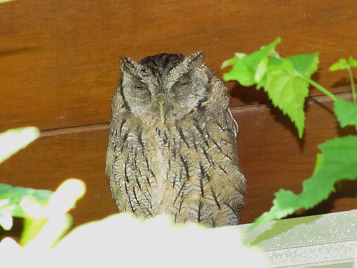 Tropical Screech-Owl - ML244884271