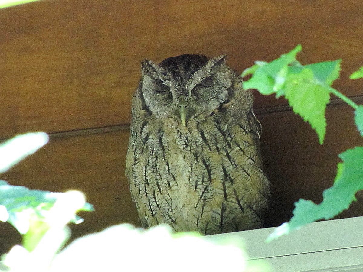 Tropical Screech-Owl - ML244884301