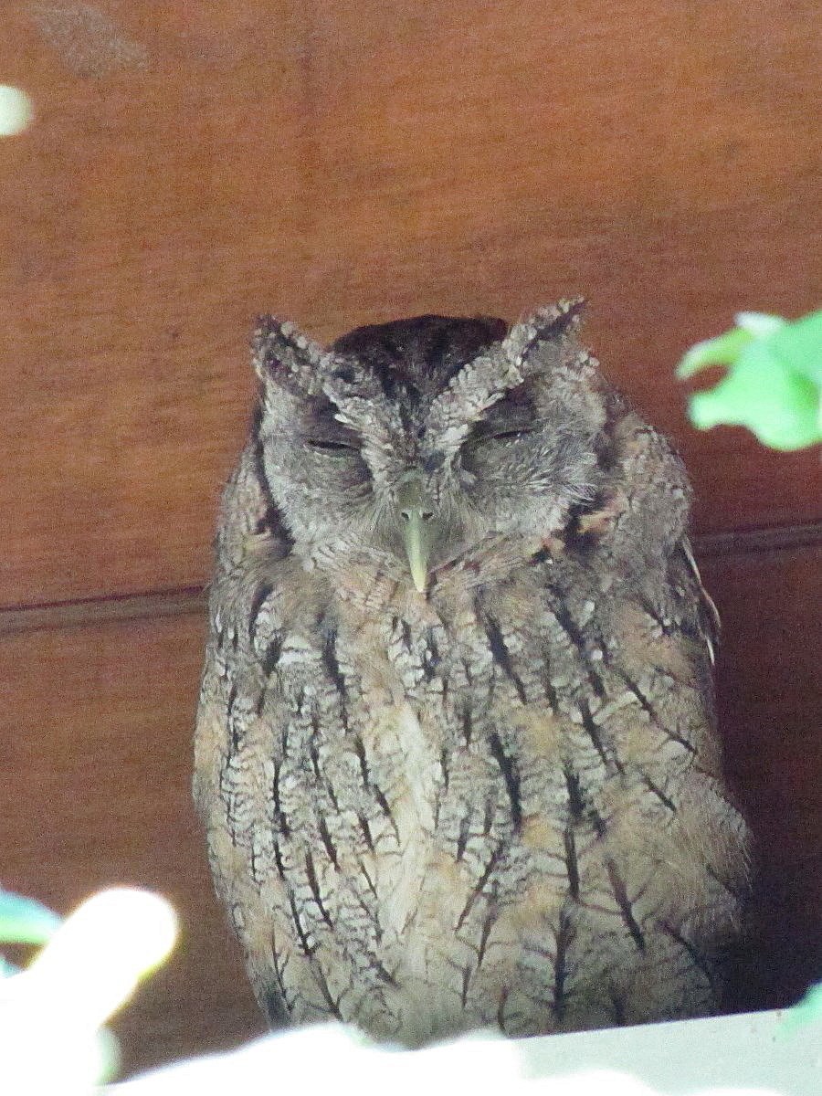 Tropical Screech-Owl - ML244884311