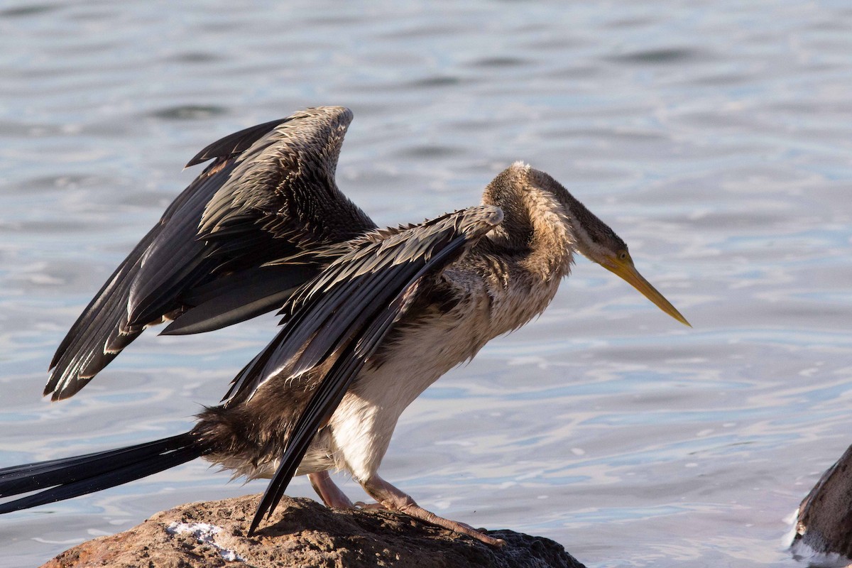 Anhinga d'Australie - ML244884481