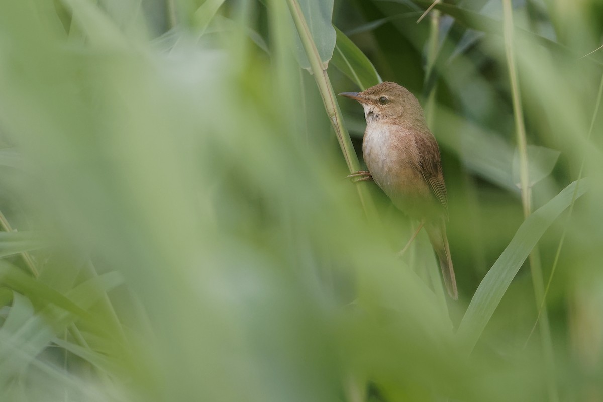 Blunt-winged Warbler - Vincent Wang