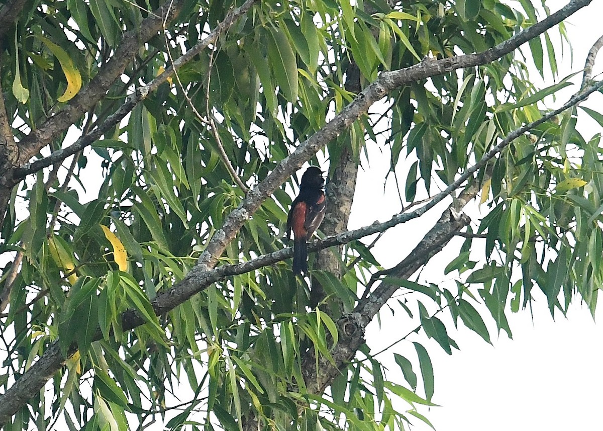 Orchard Oriole - ML244887661