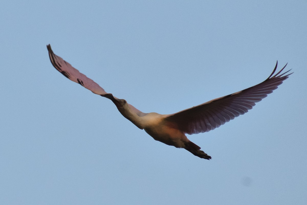 Roseate Spoonbill - Ian Wiist