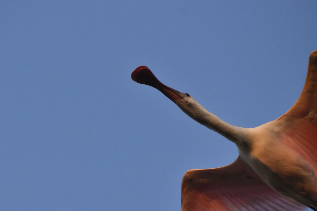 Roseate Spoonbill - Ian Wiist