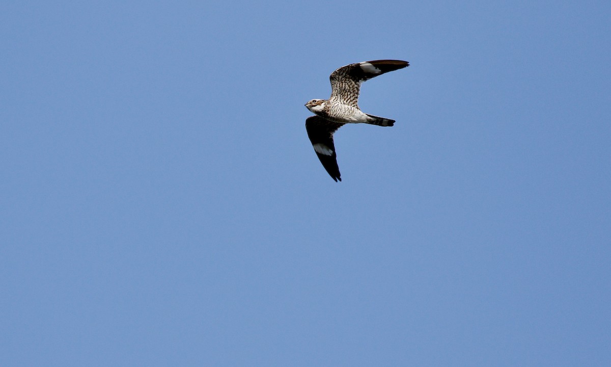 Common Nighthawk - ML244888881