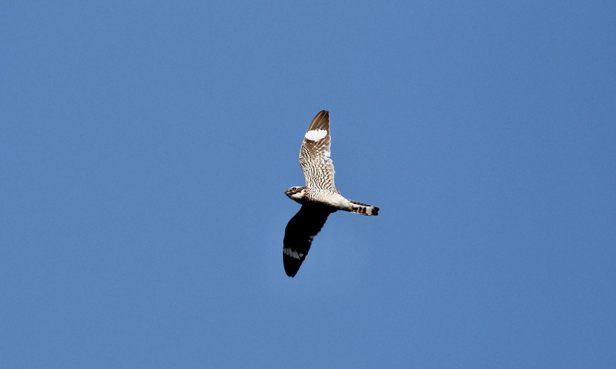 Common Nighthawk - Aaron Boone