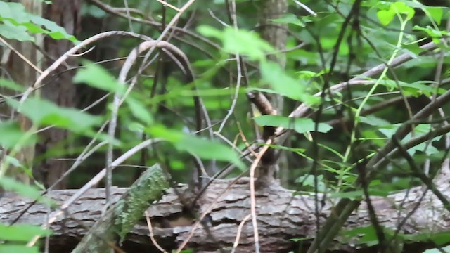 Kentucky Warbler - ML244889121