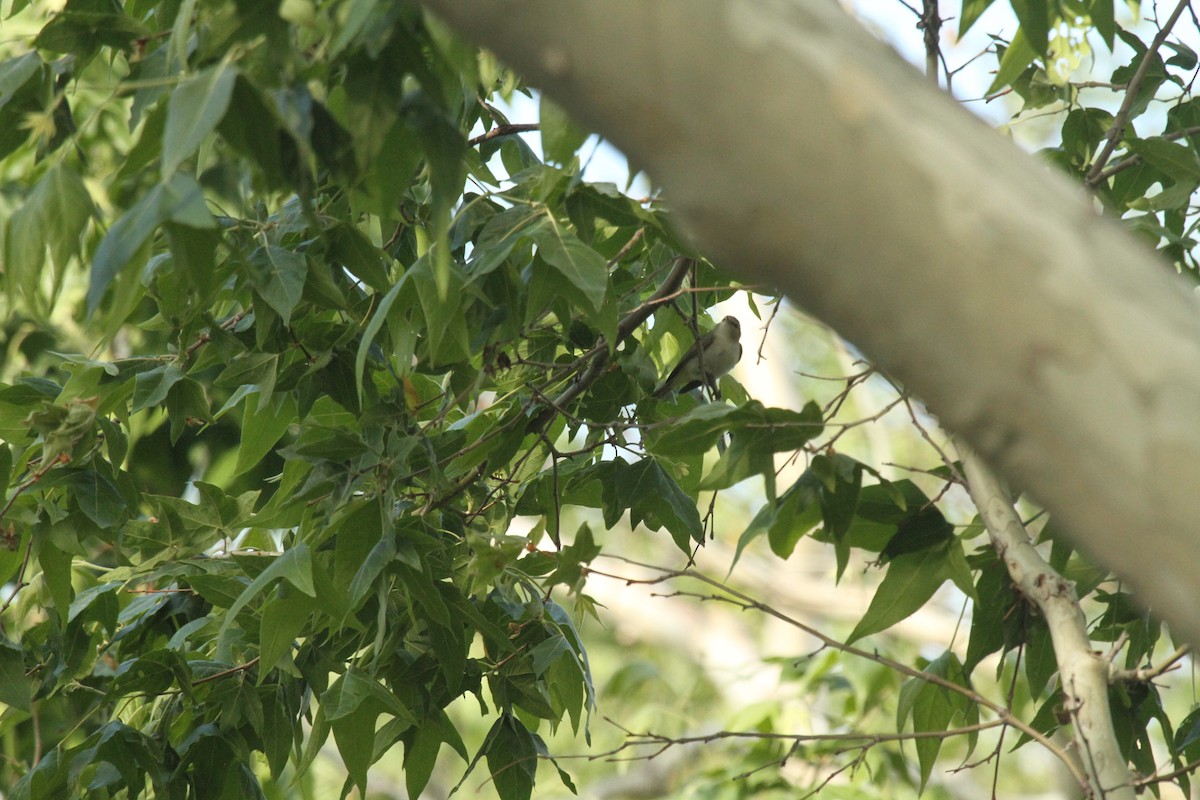 Warbling Vireo - ML244889201