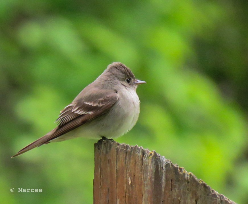 Western Wood-Pewee - ML244889471