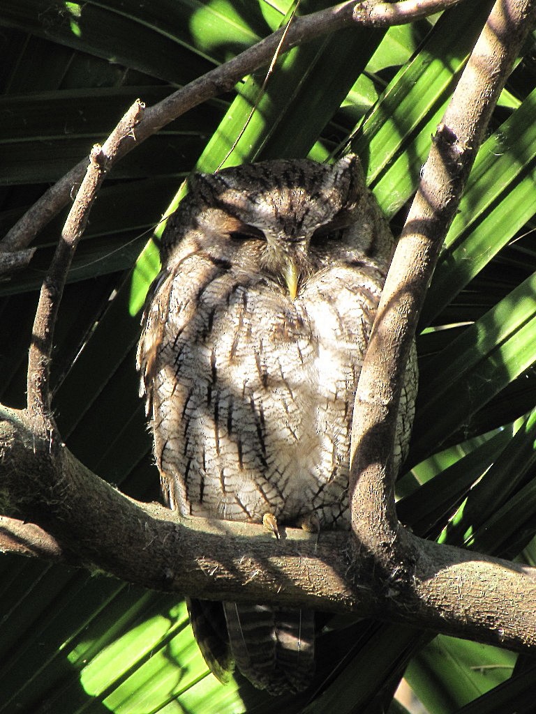 Tropical Screech-Owl - ML244890671