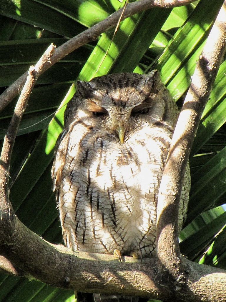 Tropical Screech-Owl - ML244890701