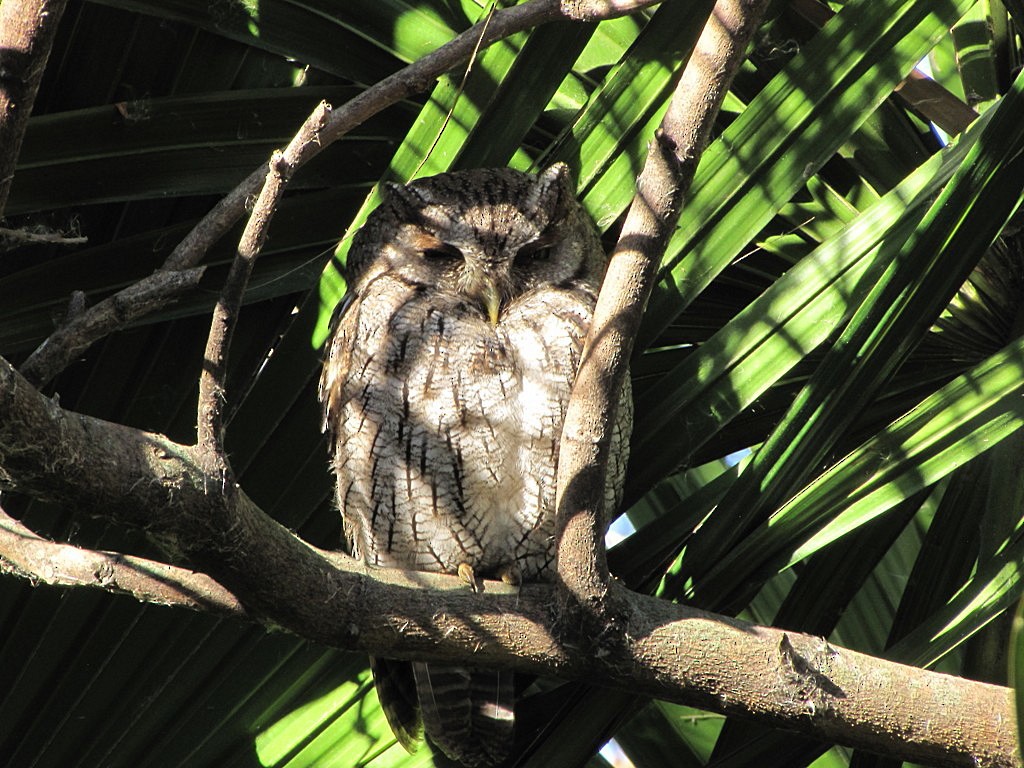 Tropical Screech-Owl - ML244890711
