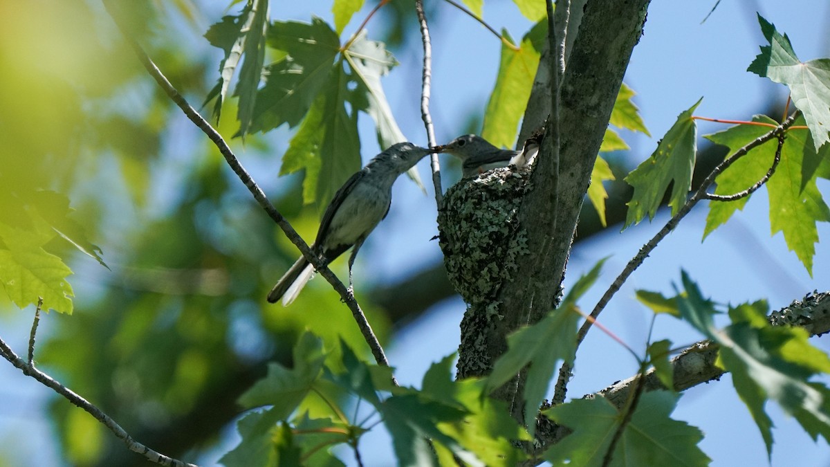 Blue-gray Gnatcatcher - Mathias Deming