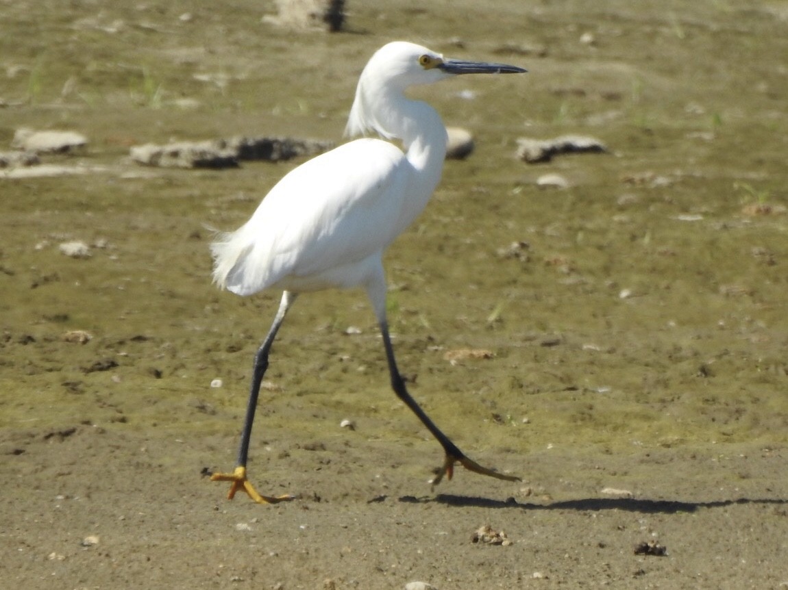 Snowy Egret - ML244892671