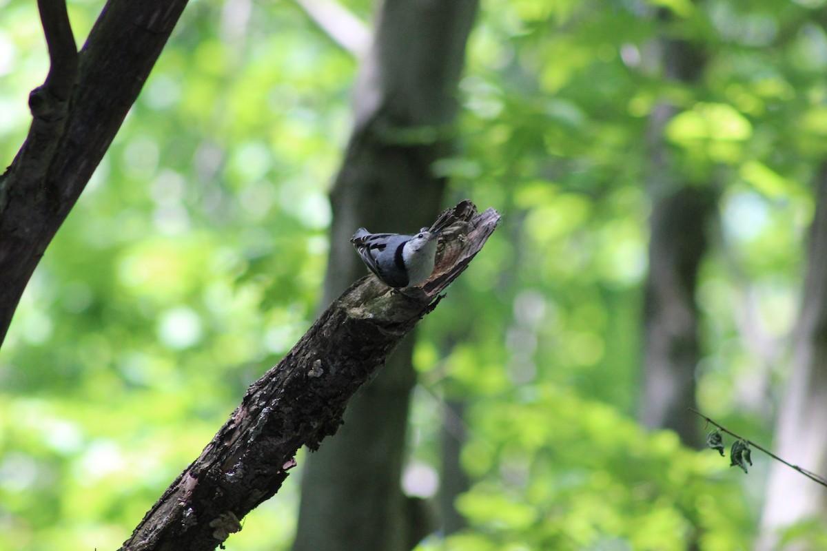 White-breasted Nuthatch - Mollie Byrne