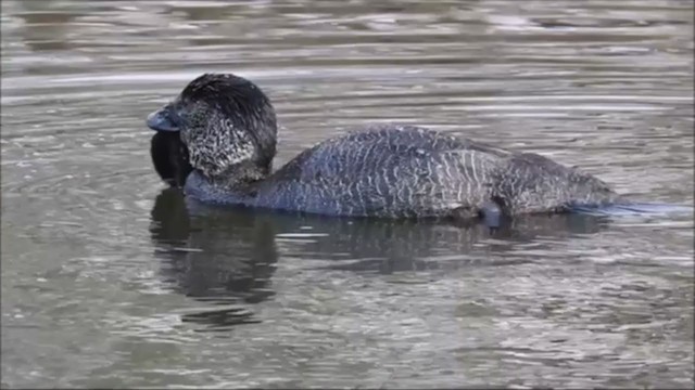 Musk Duck - ML244893131