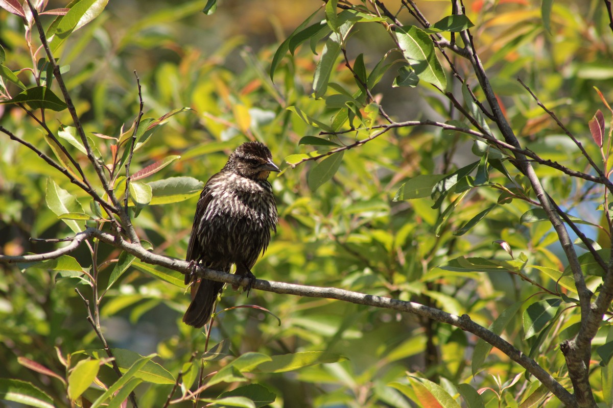 Red-winged Blackbird - Mollie Byrne