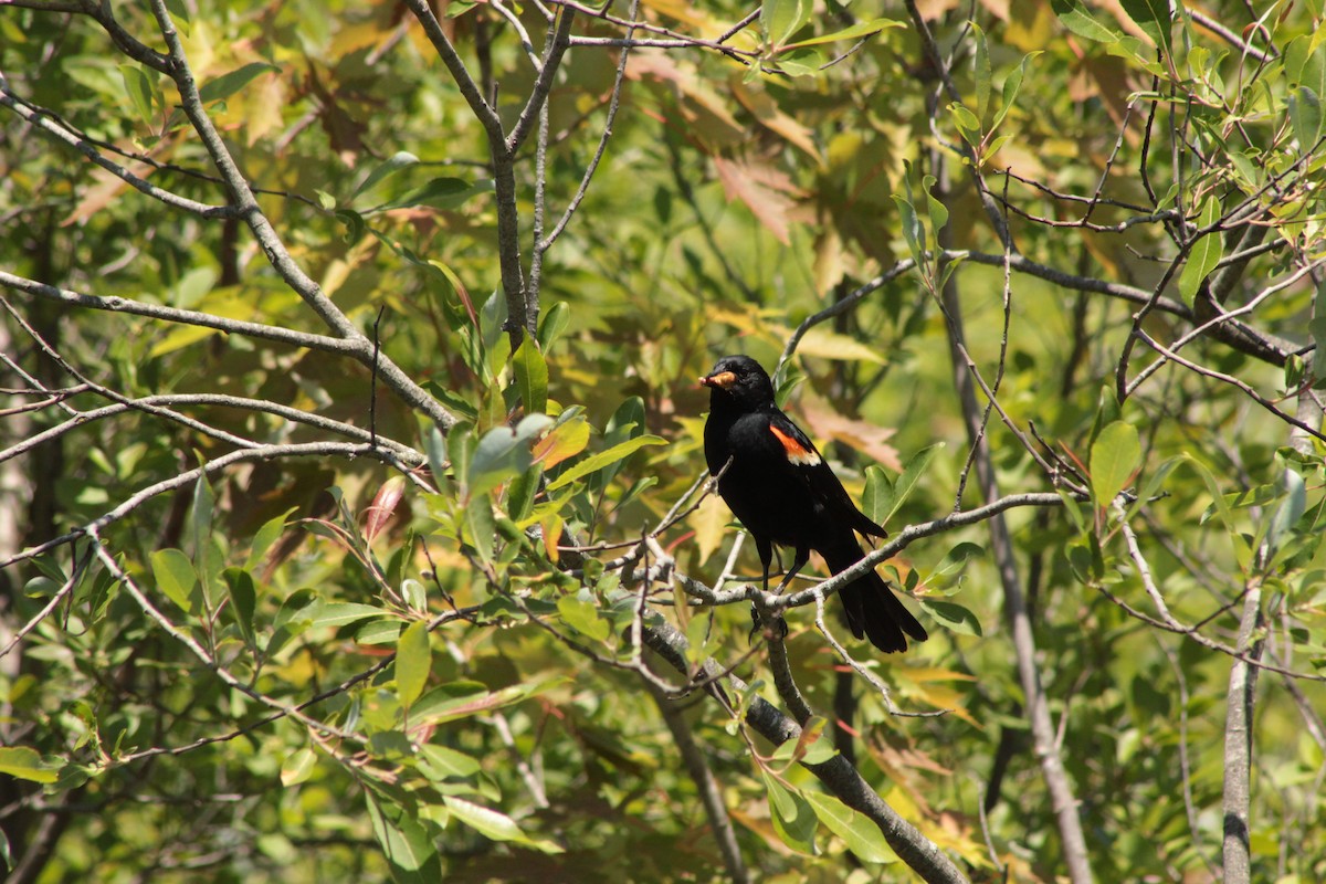 Red-winged Blackbird - Mollie Byrne