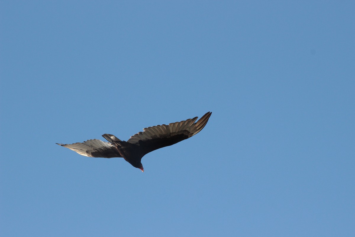 Turkey Vulture - ML244893501