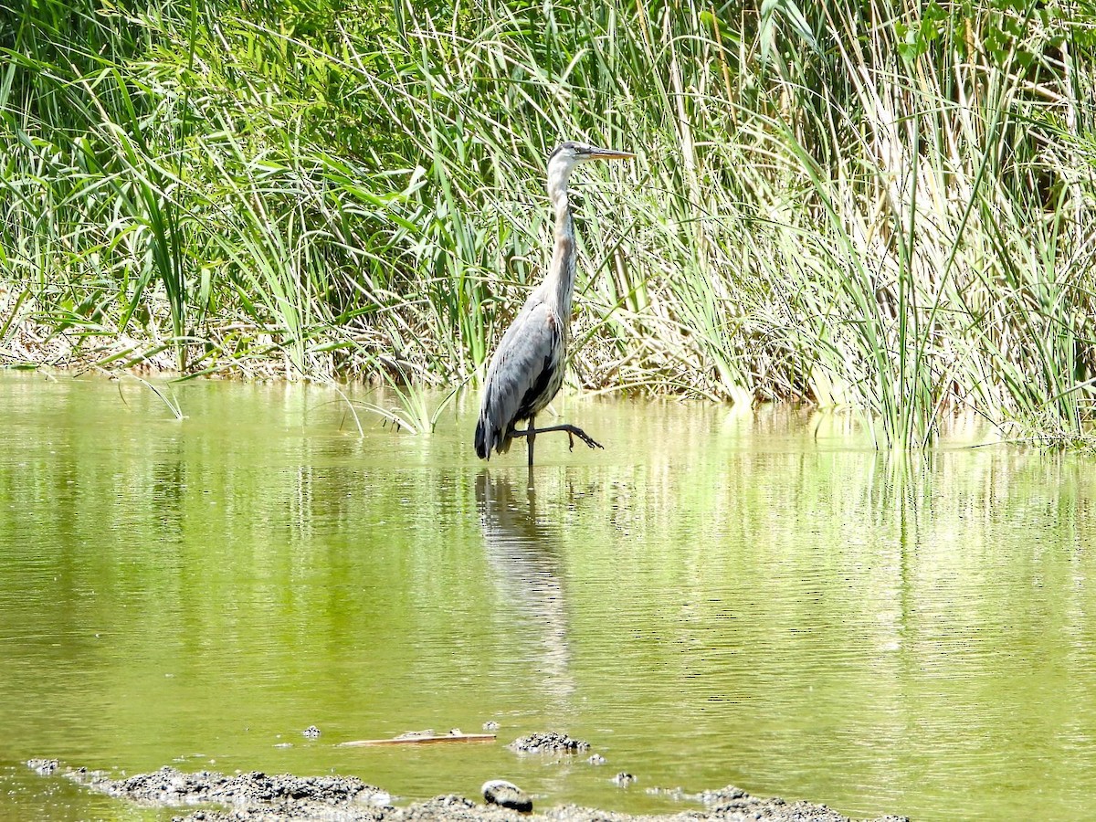 Great Blue Heron - ML244893891