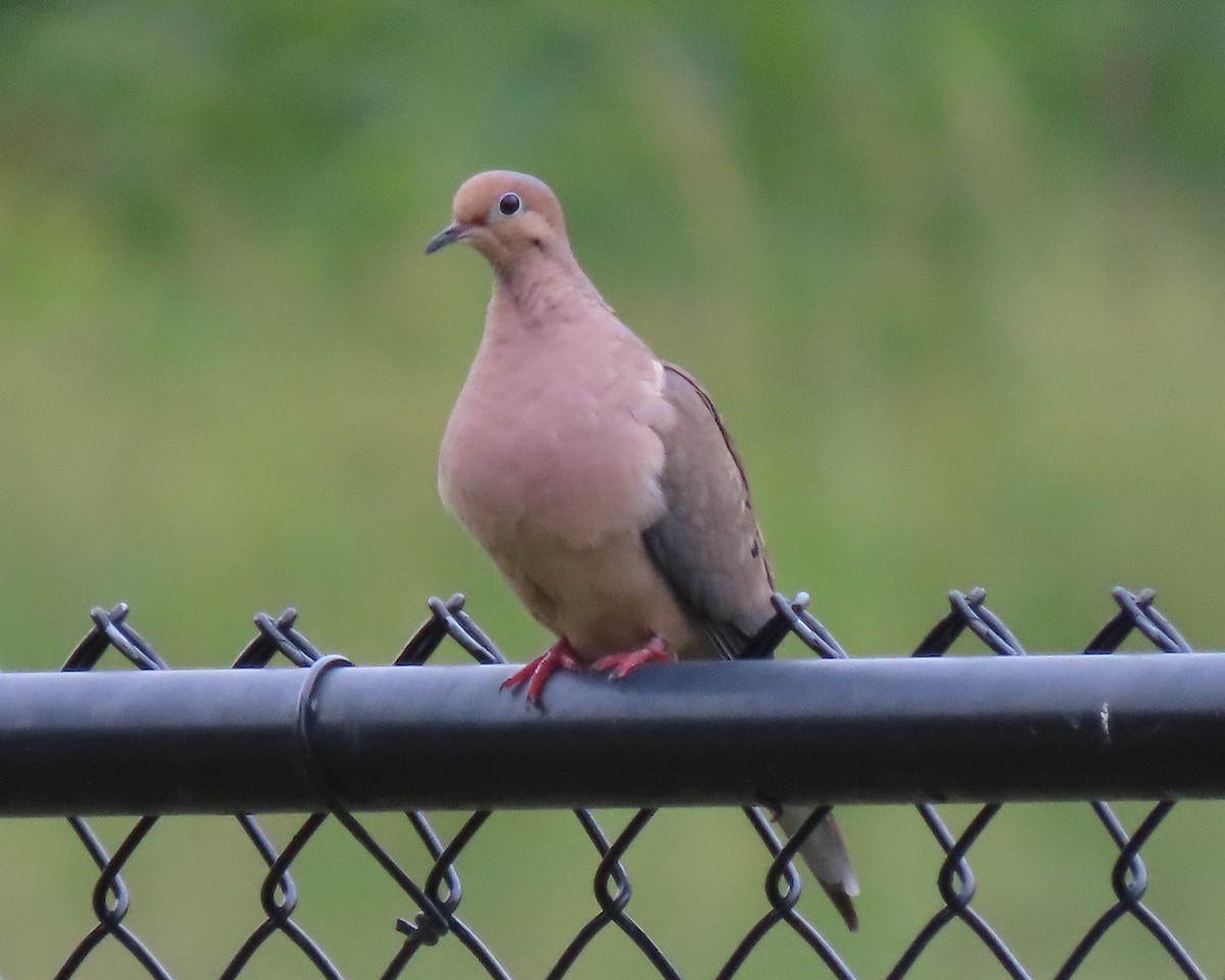 Mourning Dove - ML244894281