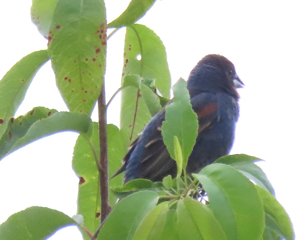 Blue Grosbeak - Karen Hogan