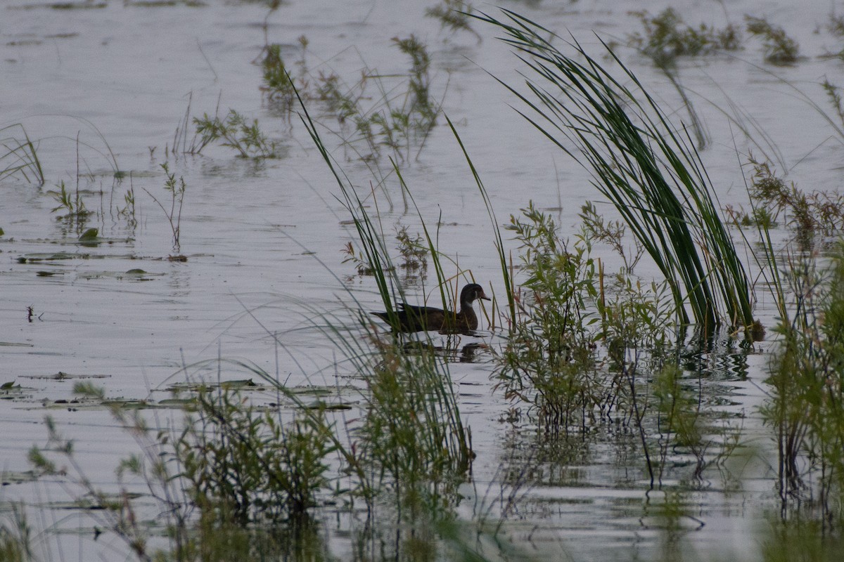 Wood Duck - ML244898811