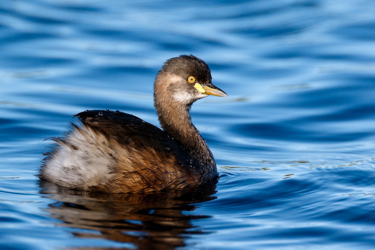 Australasian Grebe - ML244901271