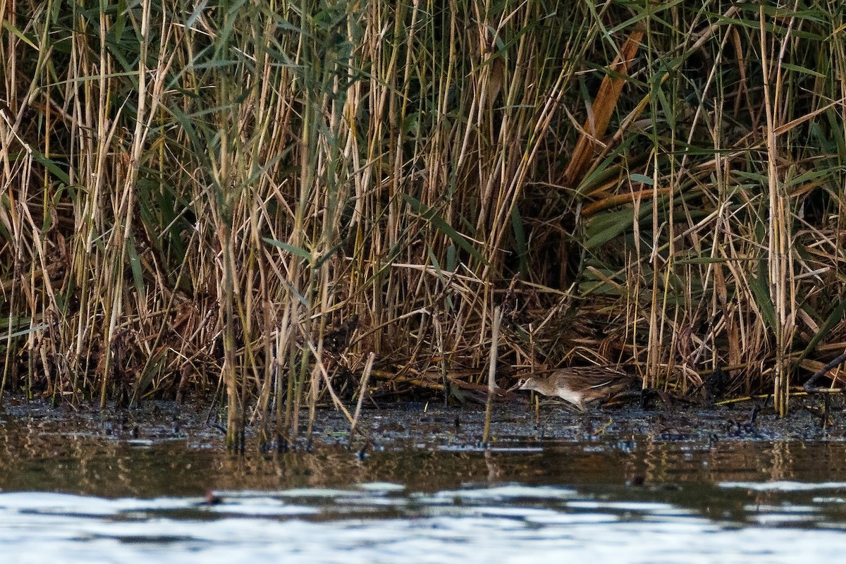 White-browed Crake - ML244901371