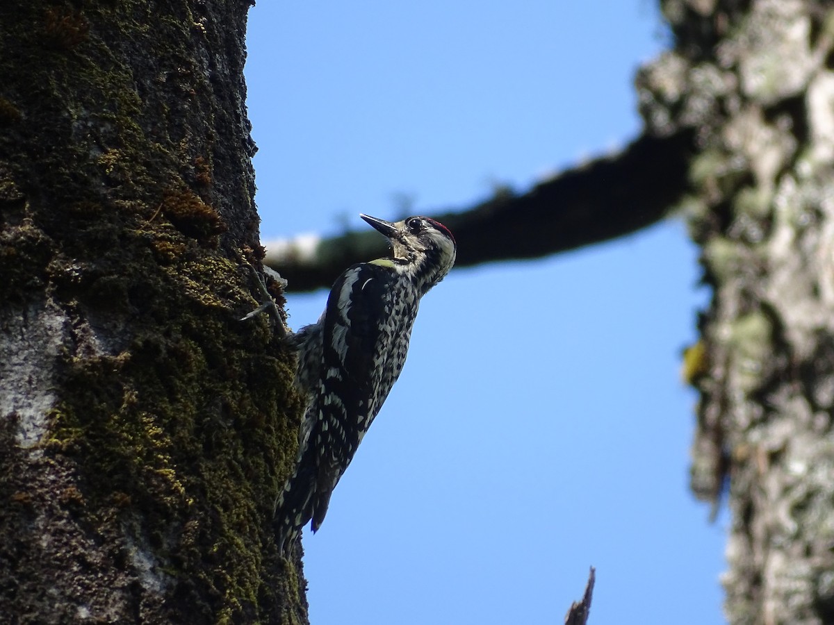 Yellow-bellied Sapsucker - ML244901661